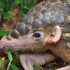 field_featured_image
