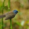 field_featured_image