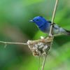 field_featured_image