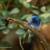 field_featured_image