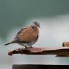 field_featured_image