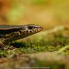 field_featured_image