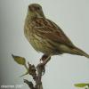 field_featured_image