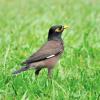 field_featured_image