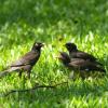 field_featured_image
