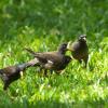 field_featured_image