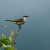 field_featured_image