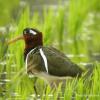 field_featured_image