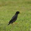 field_featured_image