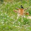 field_featured_image