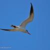 field_featured_image