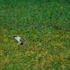 field_featured_image
