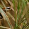 field_featured_image