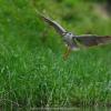 field_featured_image