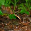 field_featured_image