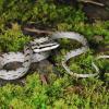 field_featured_image