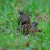 field_featured_image
