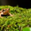 field_featured_image