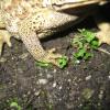 field_featured_image