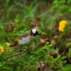 field_featured_image