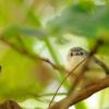field_featured_image