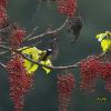 field_featured_image