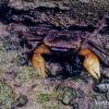 field_featured_image
