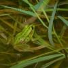 field_featured_image
