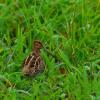 field_featured_image
