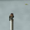 field_featured_image