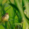 field_featured_image
