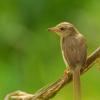 field_featured_image