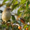 field_featured_image