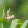 field_featured_image