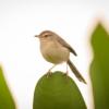 field_featured_image