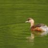 field_featured_image