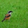 field_featured_image