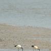 field_featured_image