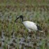 field_featured_image