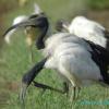 field_featured_image