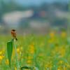field_featured_image