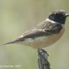 field_featured_image
