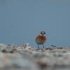field_featured_image