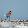 field_featured_image