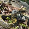 field_featured_image