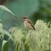 field_featured_image