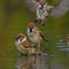 field_featured_image
