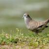 field_featured_image