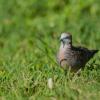 field_featured_image