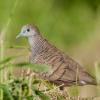 field_featured_image